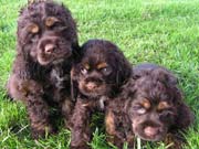 Picture of Twister's Past Cocker Spaniel Puppies
