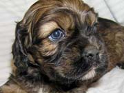 Picture of Twister's Past Cocker Spaniel Puppies - Chocolate Sable Cocker Spaniel Puppy