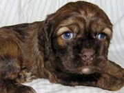 Picture of Twister's Past Cocker Spaniel Puppies - Chocolate Cocker Spaniel Puppy