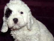 Picture of Zoe's Past Cockapoo - White Cockapoo with a Black Spotted eye