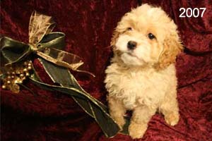 Example picture of Sis's previous Cockapoo puppies.  This is an apricot Cockapoo with a white mouth.